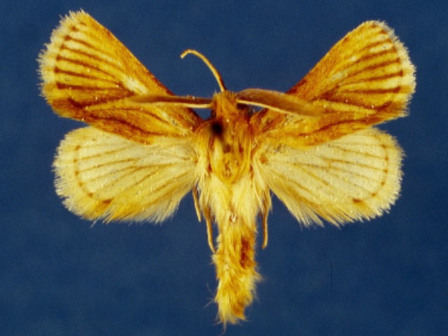 Mountelgonia thikaensis